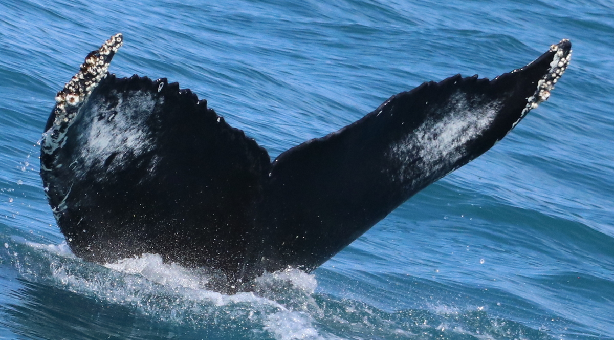 Fluke of HW-MN0102203