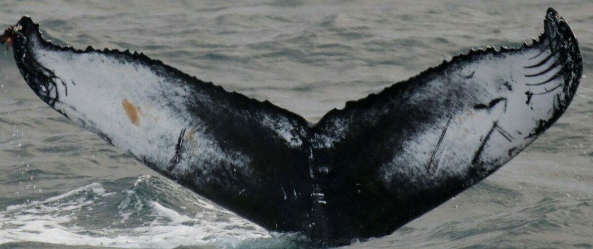Fluke of David Jones II (Iceland)