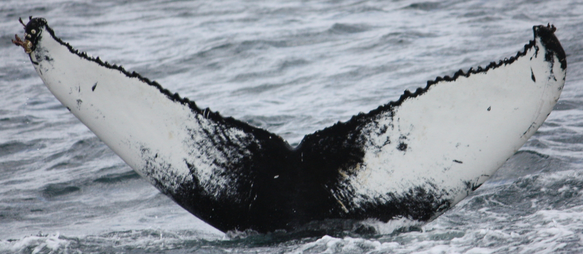 Fluke of Pippa (Husavik)