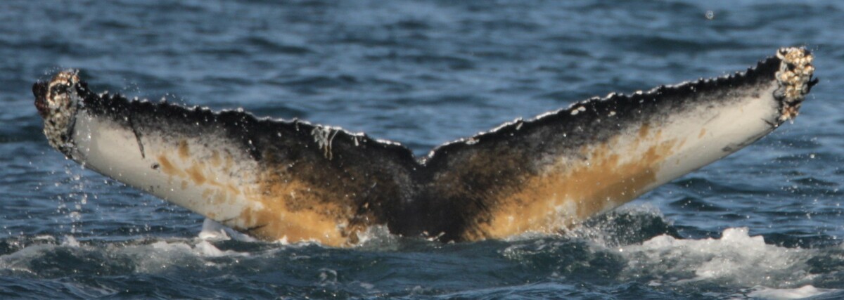 Fluke of HW-MN0102218