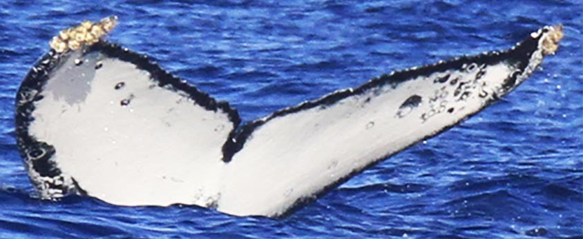 Fluke of Lily (California)