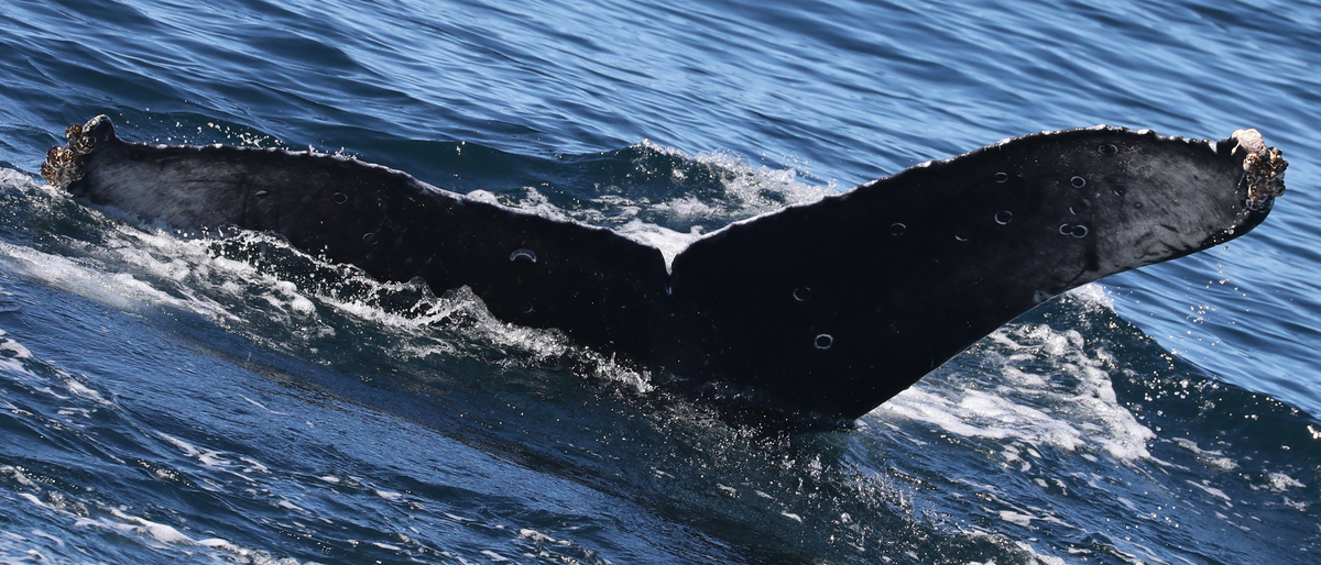 Fluke of 2019-2020 calf of CRC-12099