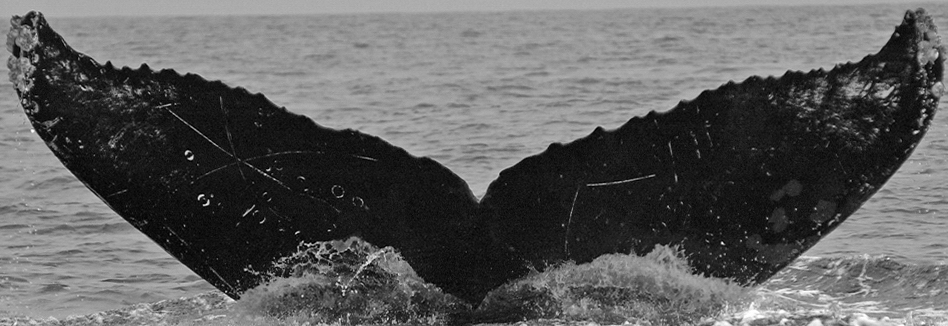 Fluke of SPLASH-620360