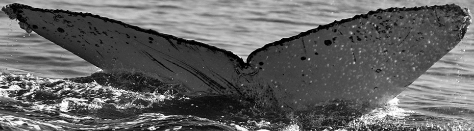 Fluke of CRC-18624