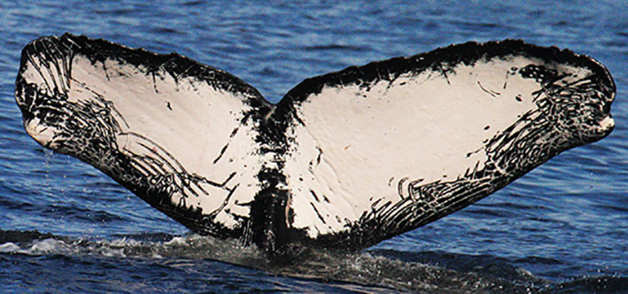 Fluke of CRC-17126