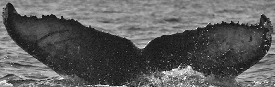 Fluke of SPLASH-620249