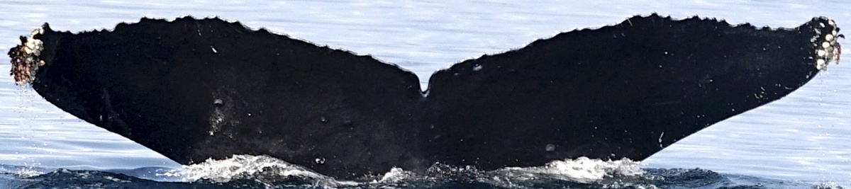 Fluke of SEAK-5353