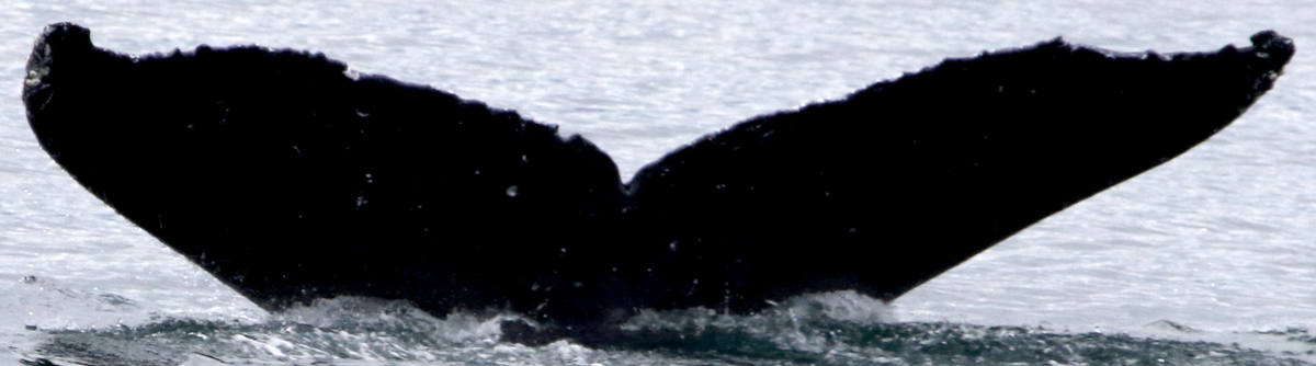 Fluke of SEAK-5391
