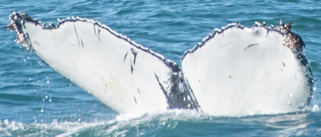 Fluke of CRC-17154
