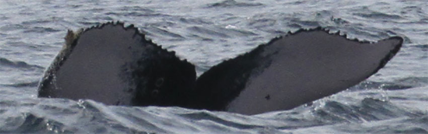 Fluke of CRC-16672