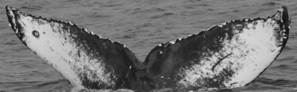 Fluke of CRC-19299