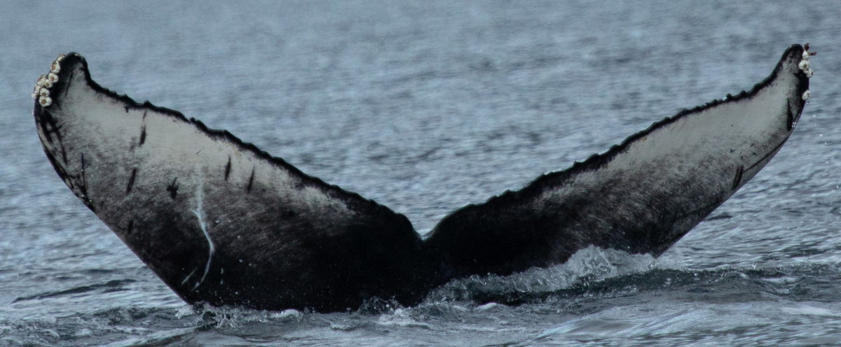Fluke of Grizzly (Salish Sea)