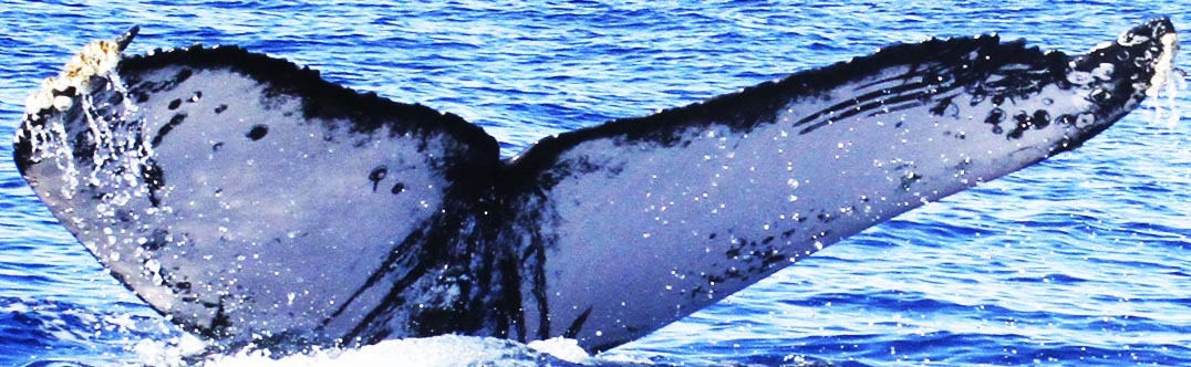 Fluke of CRC-16643