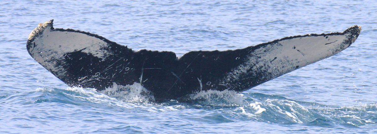 Fluke of FIBB-3BB147