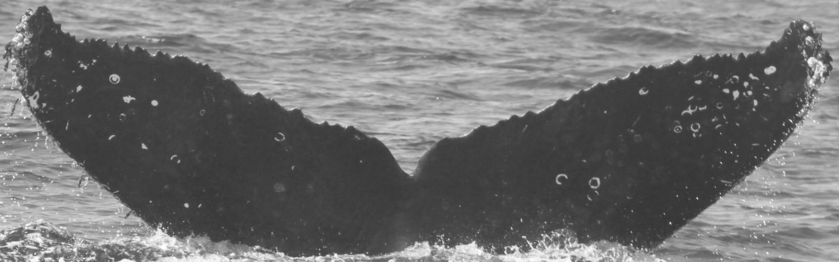 Fluke of CRC-11787