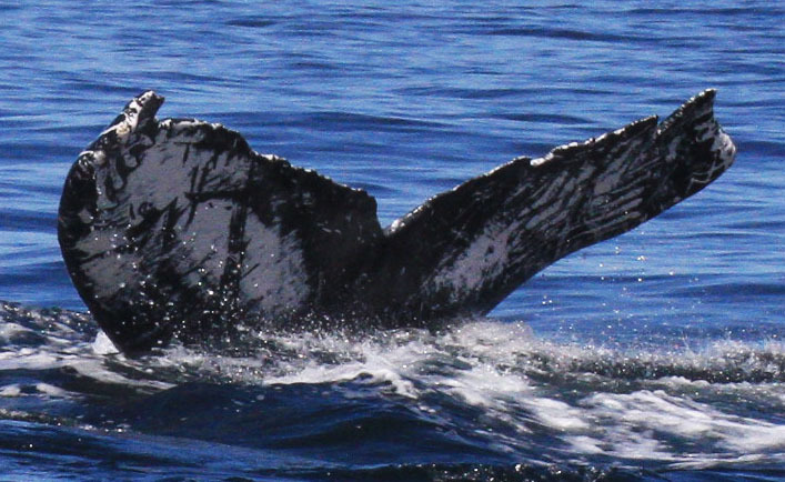 Fluke of FIBB-3BB027