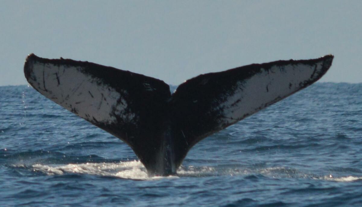 Fluke of Boomerang (N Pacific)