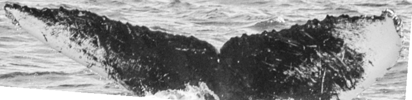 Fluke of SPLASH-520244