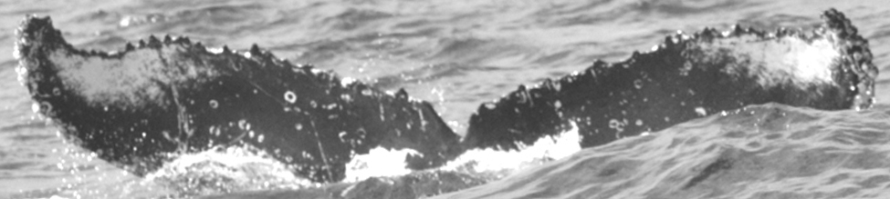 Fluke of SPLASH-420288