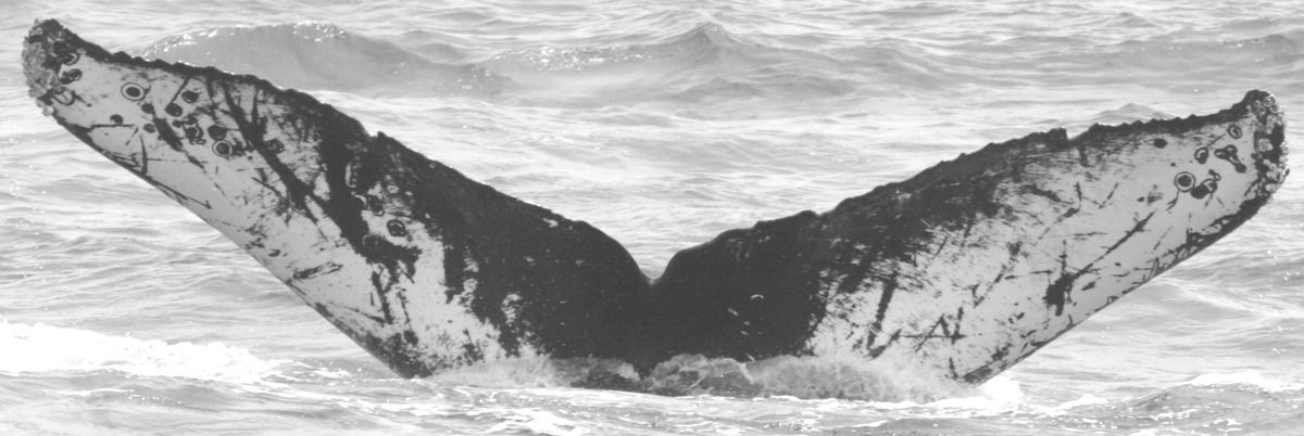 Fluke of CRC-10829