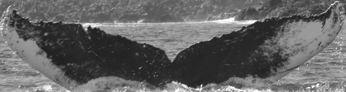 Fluke of SPLASH-420252