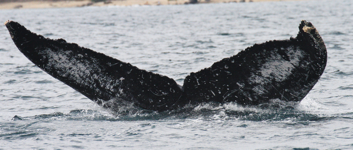 Fluke of FIBB-3BB404