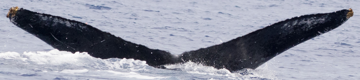 Fluke of HIHWNMS-2020-3-2_G05_A01