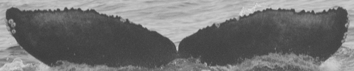 Fluke of CRC-16207