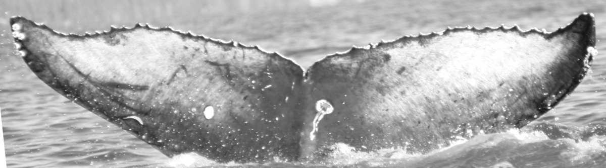 Fluke of CRC-16214