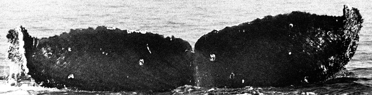 Fluke of CRC-19306