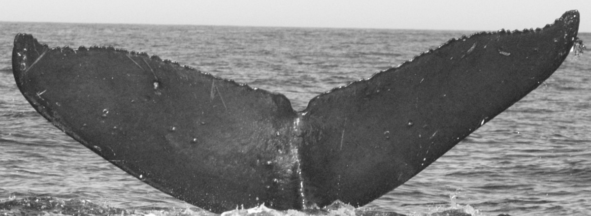 Fluke of BCX0061