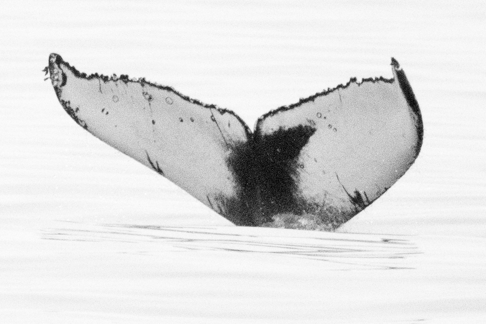 Fluke of CRC-16881
