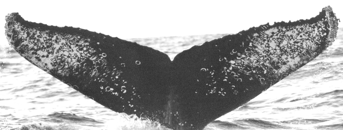 Fluke of FIBB-3BB617