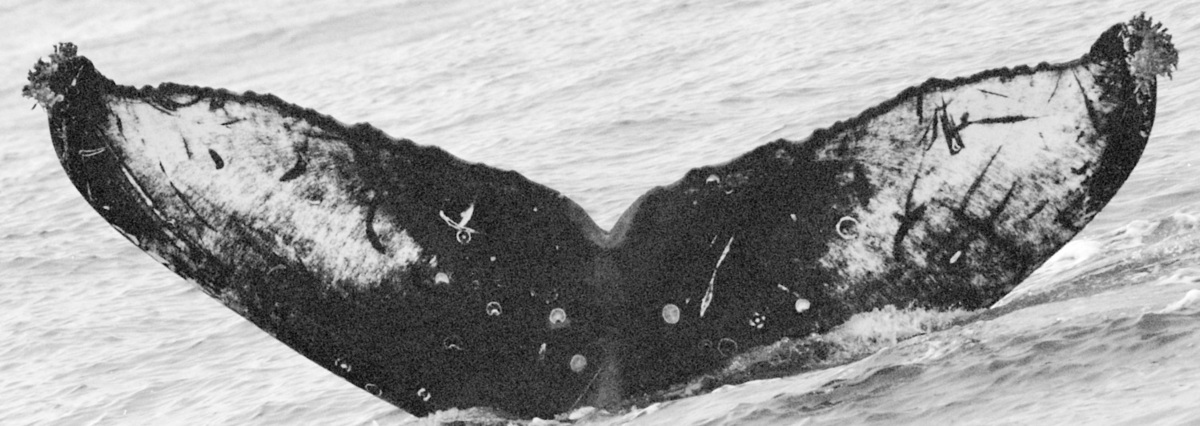 Fluke of Yoshi (BC)