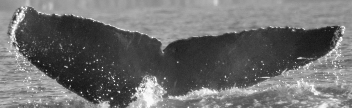 Fluke of BCX0651