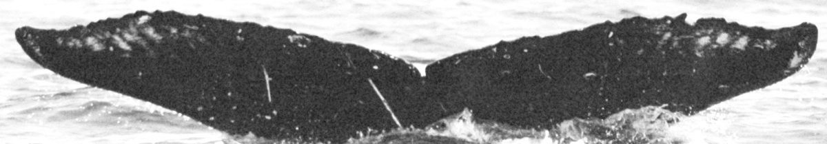 Fluke of BCX0192