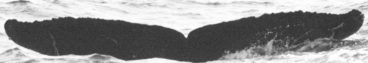 Fluke of BCX0756