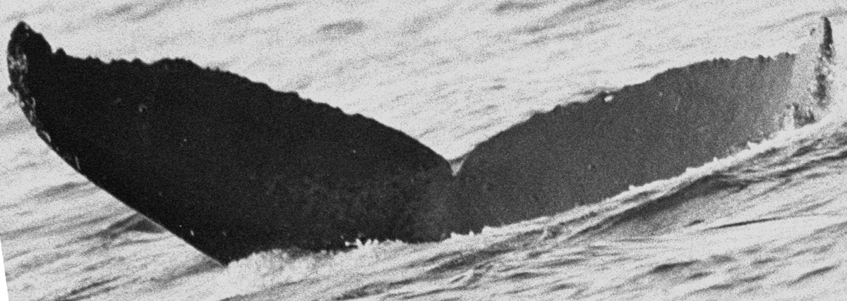 Fluke of BCX0065