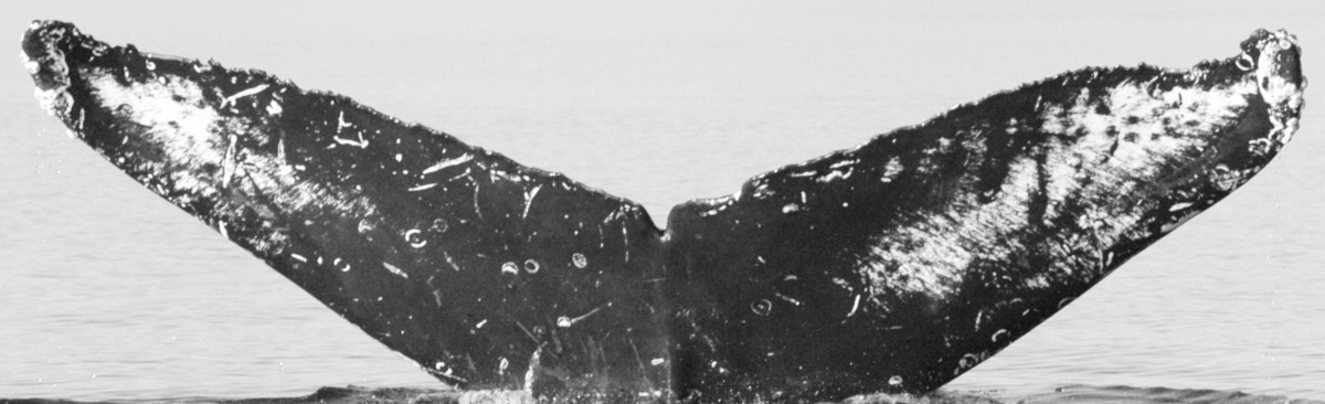 Fluke of Saucer (BC)