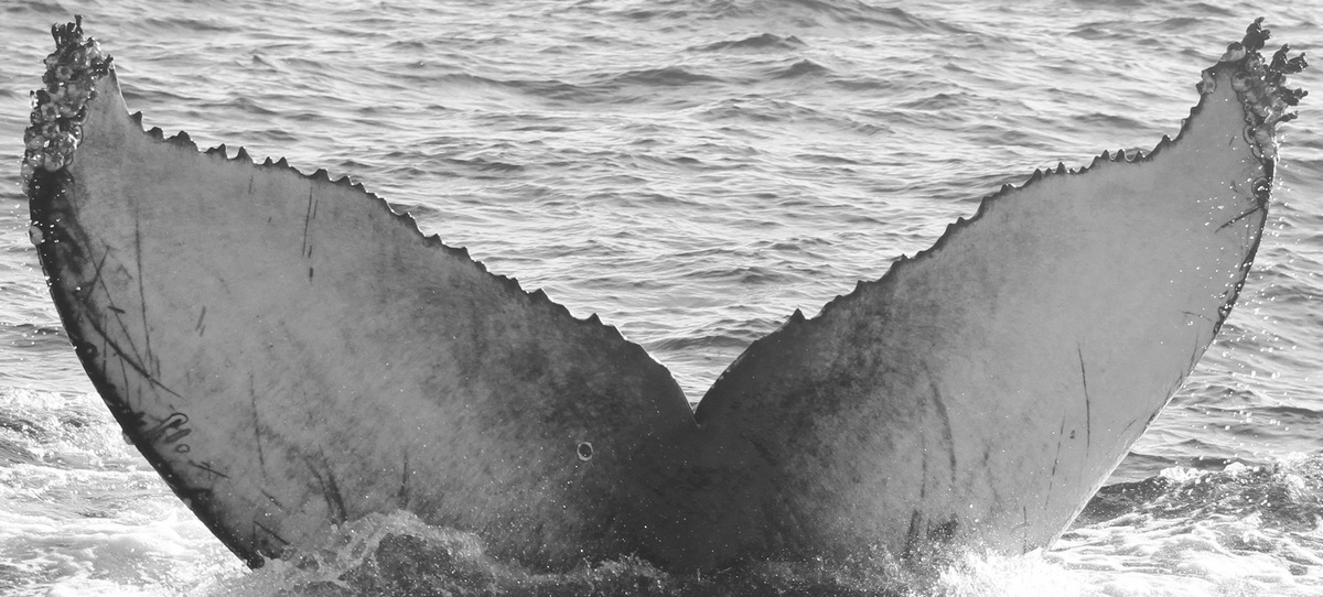 Fluke of CRC-15250