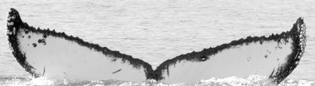 Fluke of Turbo (BC)