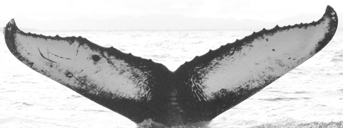 Fluke of BCZ0016
