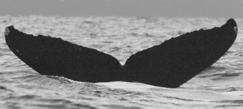 Fluke of BCX0693