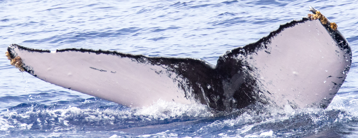 Fluke of BCY0391
