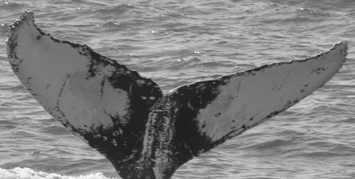 Fluke of BCZ0209