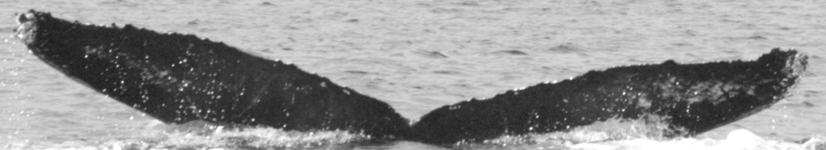 Fluke of BCX0910