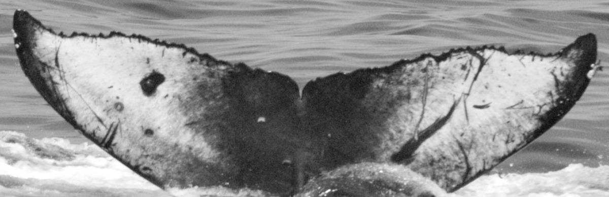 Fluke of BCY0305