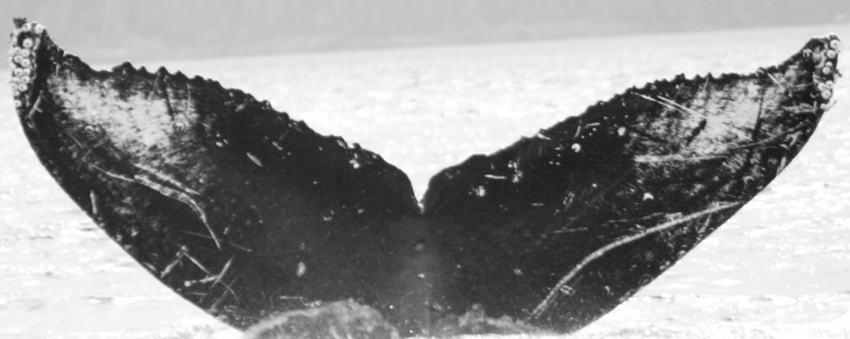 Fluke of Solar (NCCS)