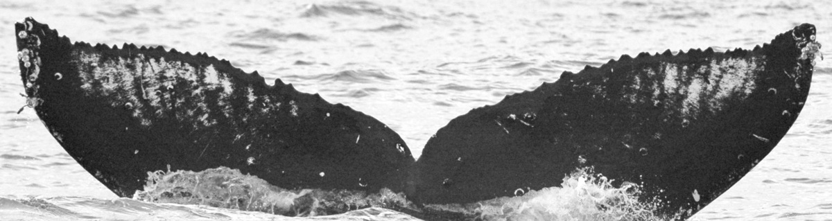 Fluke of BCX0300