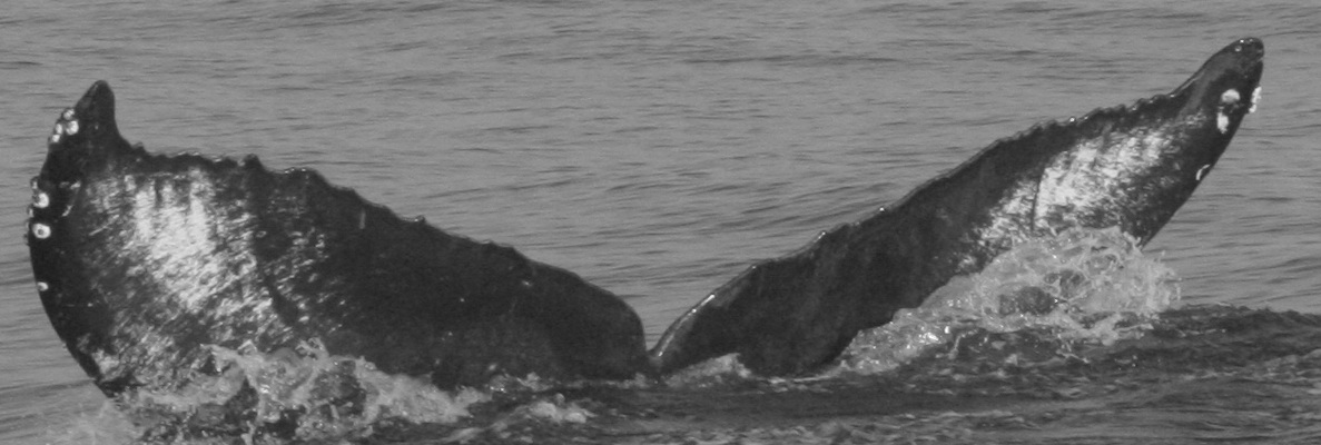 Fluke of BCY0496